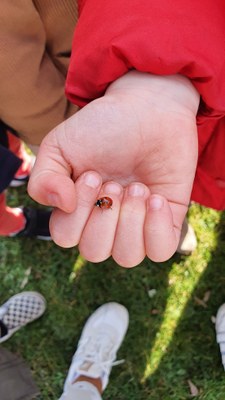 Coccinelle